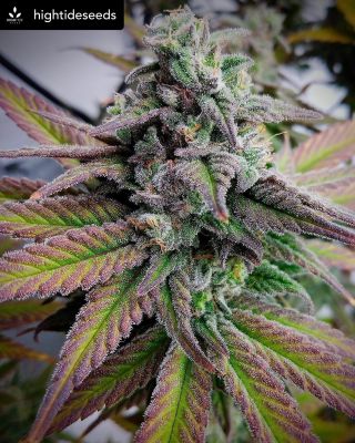 Gorgeous results coming from @hightideseeds @outkast_cannabis 🏆

#greenplanetnutrients 
—-
Hightide Biscotti Hottie!🔥 Shes a pretty Girl! All that frost and colours to her! Thanks @outkast_cannabis cannabis for rockin’ her!!!

Shout out to @greenplanetnutrients @markerr09 nutes for the win and @promix_cannabis growing medium.