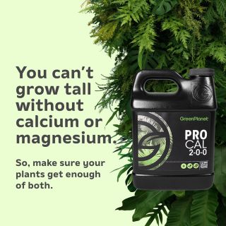 Calcium helps plants grow big and strong, which is what you need when you're growing big flowers. Magnesium is also crucial to the development, transport, and synthesis of chlorophyll and proteins within the plant. Make sure your plant gets enough of both! 

Shop ProCal >>> https://greenplanetnutrients.com/product/pro-cal/

#greenplanetnutrients #mygreenplanet #gpgrown #greenplanet #nutrients #clean #conscious #canadian #fertilizer #yields #garden #gardening #grow #growers #indoorgarden #outdoorgarden #hydroponics #quality #craft #innovation #hobby #commercial #community #purity #harvest
