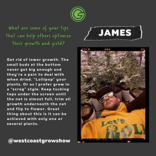 When asked what tips he could give to help others optimize their growth and yield, GP grower James @westcoastgrowshow eagerly shared the following: 

"Get rid of lower growth. The small buds at the bottom never get big enough and they’re a pain to deal with when dried. “Lollipop” your plants. Or as I prefer grow in a “scrog” style. Keep tucking tops under the screen until the net is almost full, trim all growth underneath the net and flip to flower. Great thing about this is it can be achieved with only one or several plants."

#greenplanetnutrients #mygreenplanet #gpgrown #greenplanet #nutrients #clean #conscious #canadian #fertilizer #yields #garden #gardening #grow #growers #indoorgarden #outdoorgarden #hydroponics #quality #craft #innovation #hobby #commercial #community #purity #harvest