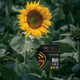 Bud Booster is our original powdered bloom additive that delivers high amounts of phosphorus (P) and potassium (K) to your plants. Phosphorus promotes flower formation and increases overall yields during the flowering stage. 

Added phosphorous will also aid with photosynthesis and the plant’s ability to uptake nutrients. Potassium helps improve the quality of your plant’s flowers and starch production.

Bud Booster also contains added boron (B) and nitrogen (N). Boron aids the plant’s transport of sugars and the development of a healthier flower. 

Nitrogen plays a major role in basic plant functions, such as photosynthesis, that go into maintaining higher yields. All this results in an increase in flower mass and overall size to deliver an impressive crop yield.

Bud Booster is a great choice for entry-level growers looking to introduce a flowering additive into their feed program.

Shop now at: https://greenplanetnutrients.com/product/greenplanet-nutrients-bud-booster/

#greenplanetnutrients #mygreenplanet #gpgrown #greenplanet #nutrients #clean #conscious #canadian #fertilizer #yields #garden #gardening #grow #growers #indoorgarden #outdoorgarden #hydroponics #quality #craft #innovation #hobby #commercial #community #purity #harvest